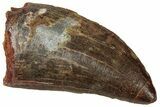 Serrated Carcharodontosaurus Tooth - Excellent Preservation #329926-1